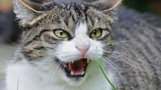 【給与差押え】第三債務者が怒っていて回収が難しそうです 